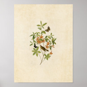 Plate 198 Brown-Headed Worm-Eating Warbler Poster