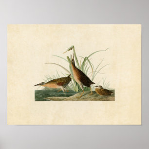 Plate 205 Virginia Rail Birds of America Poster