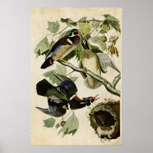 Plate 206   Summer or Wood Duck   Birds of America Poster