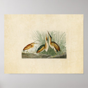 Plate 210   Least Bittern   Birds of America Poster