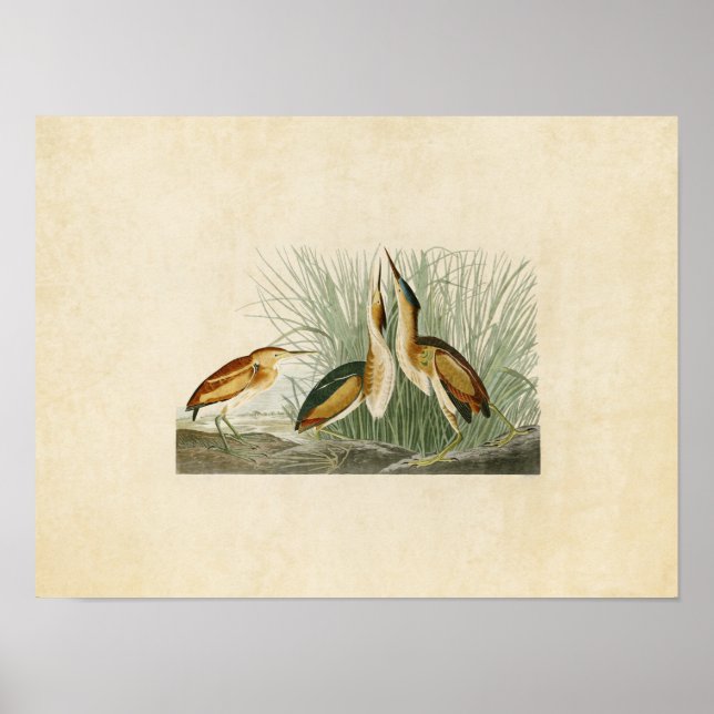 Plate 210 | Least Bittern | Birds of America Poster (Front)
