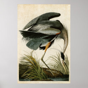 Plate 211 Great Blue Heron Birds of America Poster