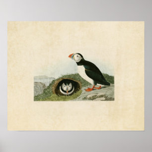 Plate 213   Puffin   Birds of America Poster