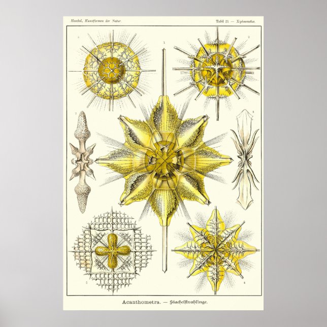 Plate 21 Acanthometra Poster (Front)