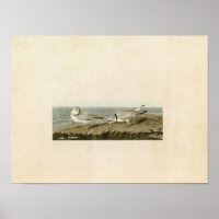 Plate 220 | Piping Plover | Birds of America