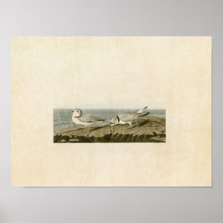 Plate 220 | Piping Plover | Birds of America Poster