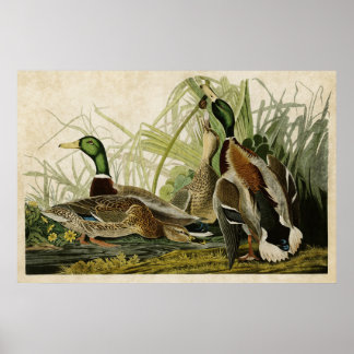 Plate 221 | Mallard Duck | Birds of America Poster