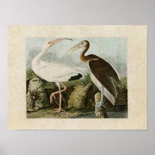 Plate 222 White Ibis Birds of America Poster