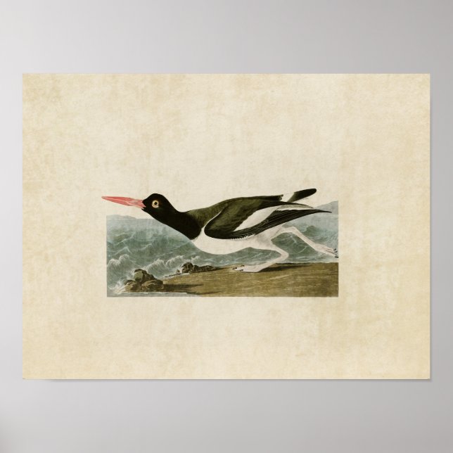 Plate 223 | Pied Oystercatcher | Birds of America Poster (Front)