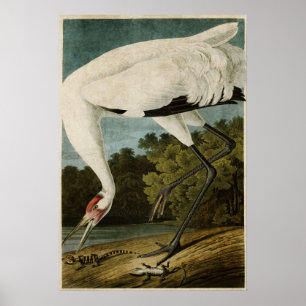 Plate 226 Whooping Crane Birds of America Poster