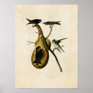 Plate 22 Purple Martin Birds of America Poster