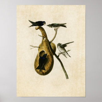 Plate 22 | Purple Martin | Birds of America Poster