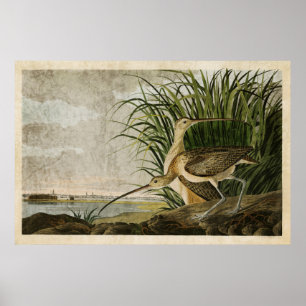 Plate 231   Long-Billed Curlew   Birds of America Poster