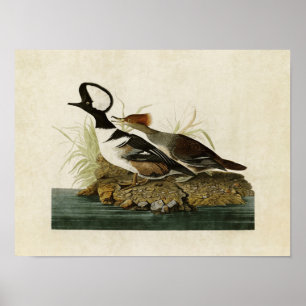 Plate 232 Hooded Merganser Birds of America Poster