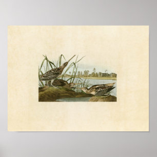 Plate 243 American Snipe Birds of America Poster