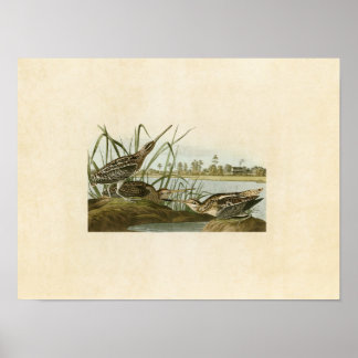 Plate 243 | American Snipe | Birds of America Poster