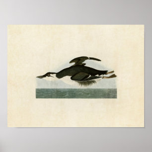 Plate 245 Thick-Billed Murre Birds of America Poster