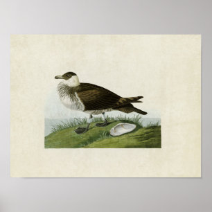 Plate 253 Jaeger Birds of America Poster