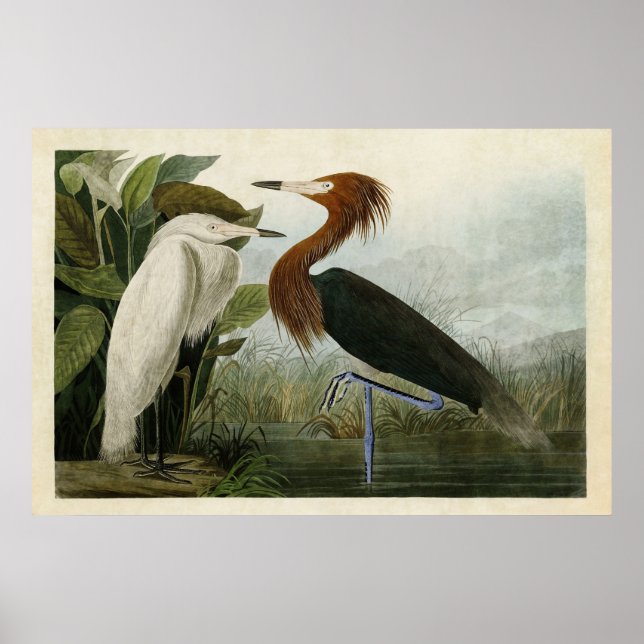 Plate 256 | Purple Heron | Birds of America Poster (Front)