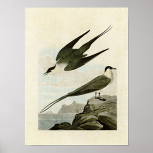 Plate 267   Arctic Jaeger   Birds of America Poster