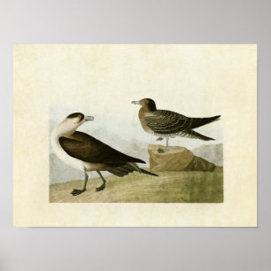 Plate 272 Richardson's Jaeger Birds of America Poster