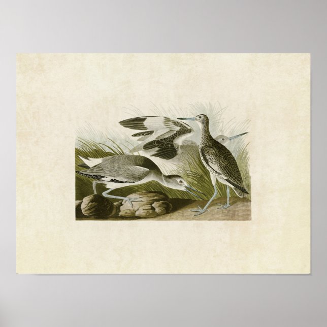 Plate 274 | Semipalmated Snipe or Willet Poster (Front)