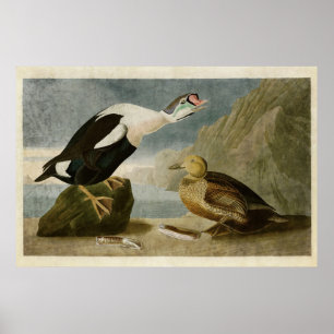 Plate 276 King Duck Birds of America Poster