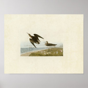 Plate 278 Schinz's Sandpiper Birds of America Poster