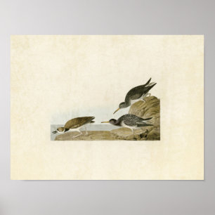 Plate 284 Purple Sandpiper Birds of America Poster