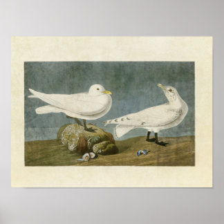 Plate 287 | Ivory Gull | Birds of America Poster