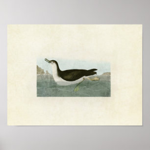 Plate 295   Manx Shearwater   Birds of America Poster