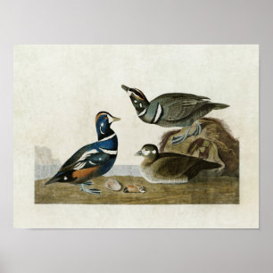 Plate 297 Harlequin Duck Birds of America Poster