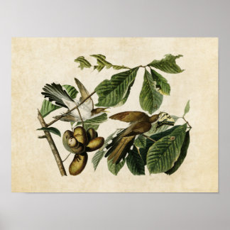 Plate 2 | Yellow-Billed Cuckoo | Birds of America Poster