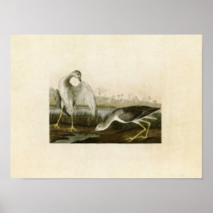 Plate 308 Tell-Tale Godwit or Snipe Poster