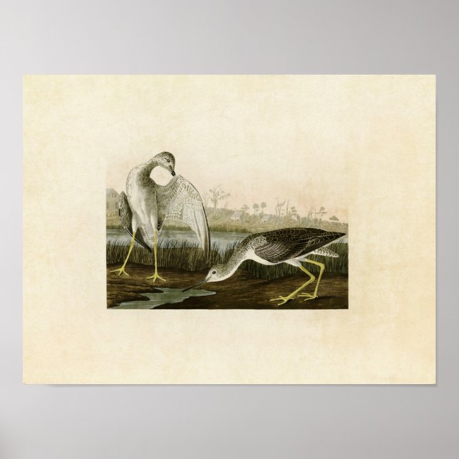Plate 308 | Tell-Tale Godwit or Snipe Poster (Front)