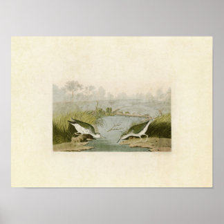 Plate 310 | Spotted Sandpiper | Birds of America Poster