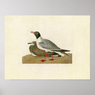 Plate 314   Black-Headed Gull   Birds of America Poster