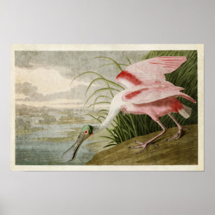 Plate 321   Roseate Spoonbill   Birds of America Poster