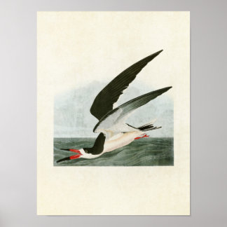 Plate 323 | Black Skimmer or Shearwater Poster