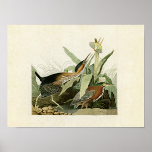 Plate 333   Green Heron   Birds of America Poster