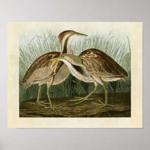 Plate 337 American Bittern Birds of America Poster