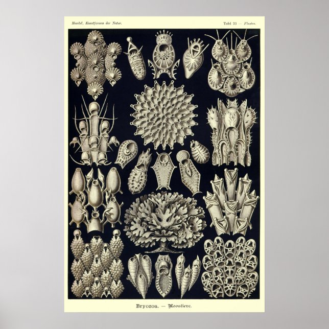 Plate 33 Bryozoa Poster (Front)
