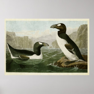 Plate 341   Great Auk   Birds of America Poster