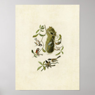 Plate 353 | Chestnut-Backed Titmouse Poster