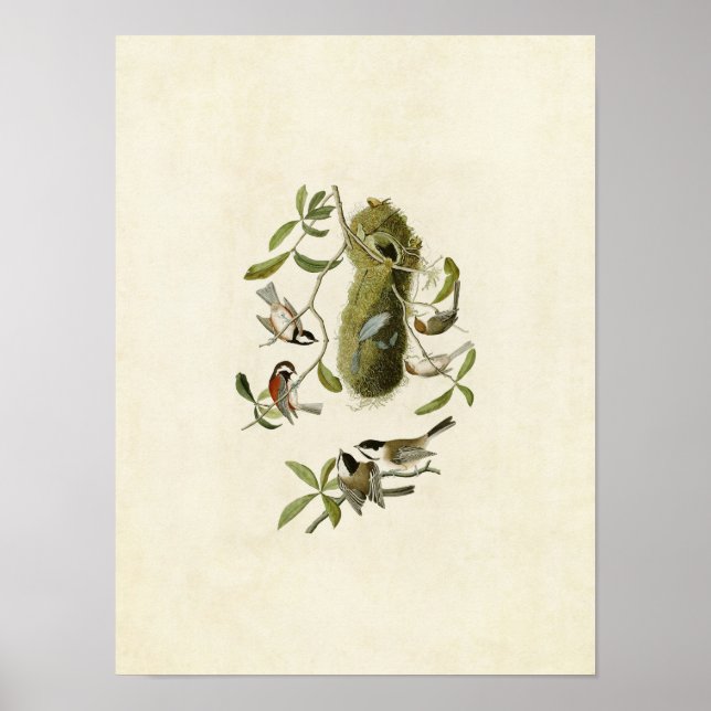 Plate 353 | Chestnut-Backed Titmouse Poster (Front)