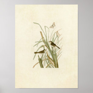 Plate 355   MacGillivray's Finch Poster