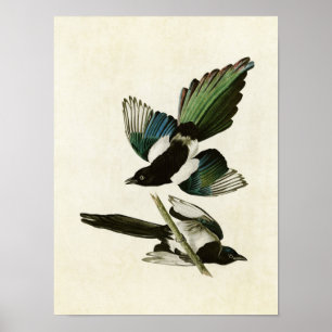Plate 357   American Magpie   Birds of America Poster