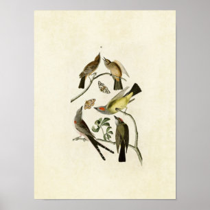 Plate 359 Assorted Flycatchers Poster