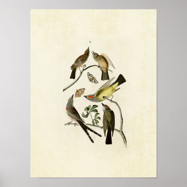 Plate 359 | Assorted Flycatchers Poster (Front)