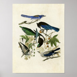 Plate 362   Yellow-Billed Magpie & Stellers Jay Poster